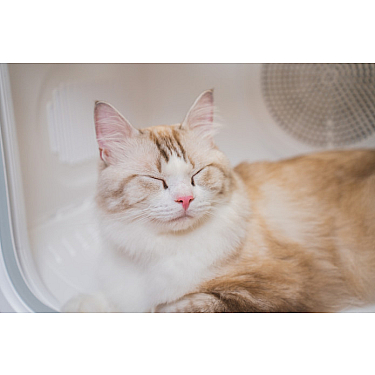 Petkit Airsalon Max Pro